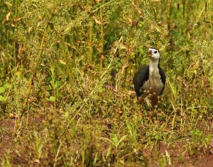 White-breasted Waterhen, 白胸苦恶鸟, Amaurornis phoenicurus-gallery-