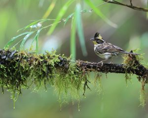 Yellow-throated Bunting, 黄喉鹀, Emberiza elegans-gallery-