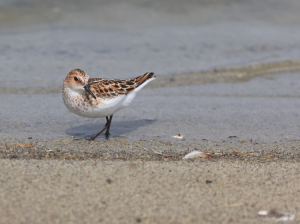 Little Stint, 小滨鹬, Calidris minuta-gallery-