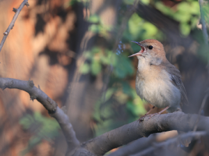 Common Nightingale, 新疆歌鸲, Luscinia megarhynchos-gallery-