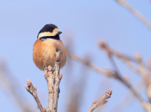 Varied Tit, 杂色山雀, Sittiparus varius-gallery-