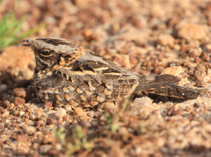 Indian Nightjar, 印度夜鹰, Caprimulgus asiaticus-gallery-