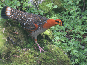 Blyth’s Tragopan, 灰腹角雉, Tragopan blythii-gallery-