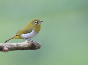 Sri Lanka White-eye, 斯里兰卡绣眼鸟, Zosterops ceylonensis-gallery-