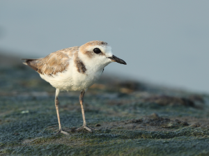 White-faced Plover, 白脸鸻, Charadrius dealbatus-gallery-