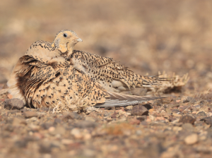 Pallas’s Sandgrouse, 毛腿沙鸡, Syrrhaptes paradoxus-gallery-