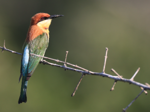 Chestnut-headed Bee-eater, 栗头蜂虎, Merops leschenaulti-gallery-