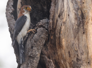 White-rumped Falconet, 白腰侏隼, Polihierax insignis-gallery-