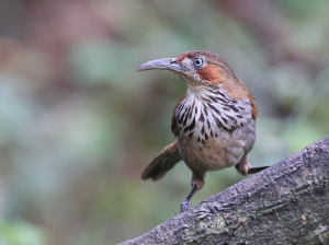 Grey-sided Scimitar Babbler, 华南斑胸钩嘴鹛, Pomatorhinus swinhoei-gallery-