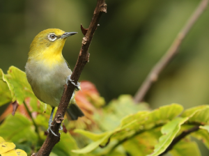 Lowland White-eye, 低地绣眼鸟, Zosterops meyeni-gallery-