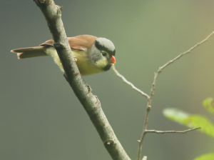 Grey-headed Parrotbill, 灰头鸦雀, Psittiparus gularis-gallery-