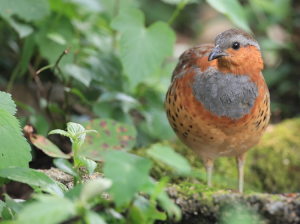 Chinese Bamboo Partridge, 灰胸竹鸡, Bambusicola thoracicus-gallery-