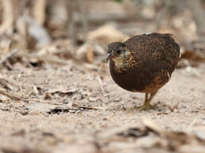 Green-legged Partridge, 绿脚树鹧鸪, Tropicoperdix chloropus-gallery-