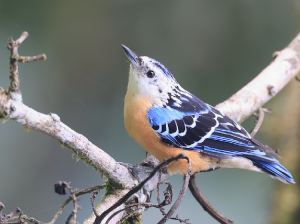 Beautiful Nuthatch-gallery-