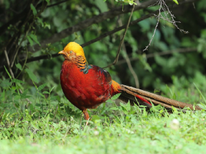 Golden Pheasant, 红腹锦鸡, Chrysolophus pictus-gallery-