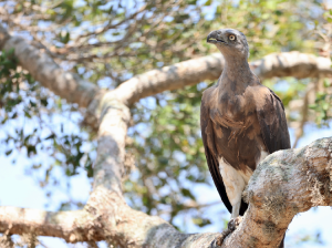 Grey-headed Fish Eagle, 灰头鱼雕, Haliaeetus ichthyaetus-gallery-