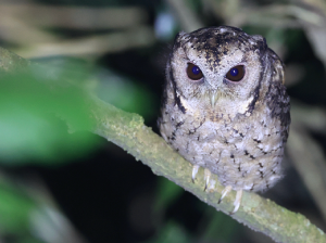 Collared Scops Owl, 领角鸮, Otus lettia-gallery-