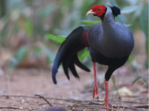 Siamese Fireback, 戴氏火背鹇, Lophura diardi-gallery-