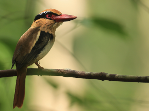 Lilac Kingfisher, 苏拉蓝耳翠鸟, Cittura cyanotis-gallery-