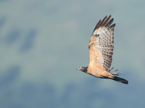 Barred Honeybuzzard, 南洋蜂鹰, Pernis celebensis-gallery-