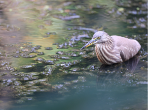 Indian Pond Heron, 印度池鹭, Ardeola grayii-gallery-