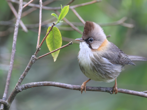 Whiskered Yuhina, 黄颈凤鹛, Yuhina flavicollis-gallery-