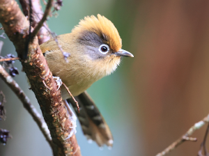 Spectacled Barwing, 白眶斑翅鹛, Actinodura ramsayi-gallery-