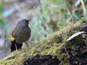 Scaly Laughingthrush, 纯色噪鹛, Trochalopteron subunicolor-gallery-