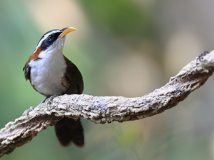 White-browed Scimitar Babbler, 灰头钩嘴鹛, Pomatorhinus schisticeps-gallery-