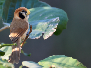 Spot-breasted Parrotbill, 点胸鸦雀, Paradoxornis guttaticollis-gallery-