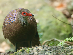 Hainan Peacock-Pheasant, 海南孔雀雉, Polyplectron katsumatae-gallery-