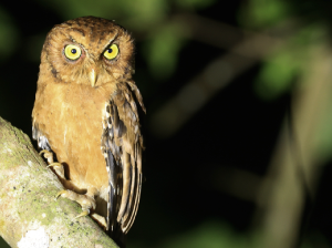 Andaman Scops Owl, 安达曼角鸮, Otus balli-gallery-