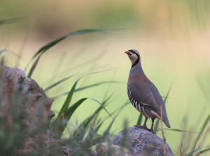 Chukar Partridge, 石鸡, Alectoris chukar-gallery-