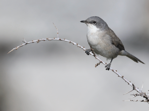 Hume’s Whitethroat, 休氏白喉林莺, Curruca althaea-gallery-