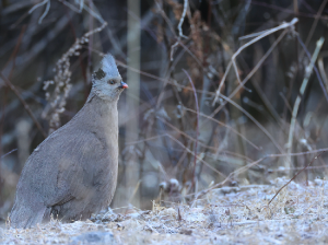 Blood Pheasant, 血雉, Ithaginis cruentus-gallery-