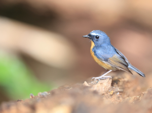 Snowy-browed Flycatcher, 棕胸蓝姬鹟, Ficedula hyperythra-gallery-