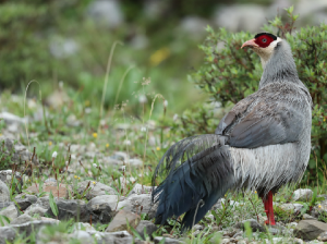 White Eared Pheasant, 白马鸡, Crossoptilon crossoptilon-gallery-