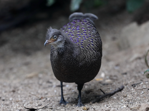 Grey Peacock- Pheasant, 灰孔雀雉, Polyplectron bicalcaratum-gallery-