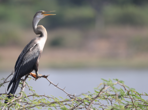 Oriental Darter, 黑腹蛇鹈, Anhinga melanogaster-gallery-