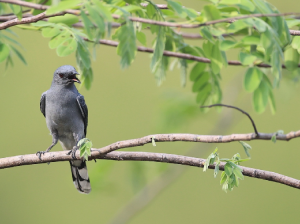 Indochinese Cuckooshrike, 灰鹃鵙, Lalage polioptera-gallery-