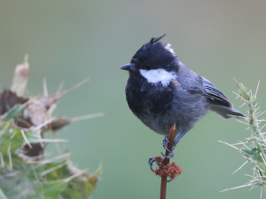 Rufous-naped Tit, 棕枕山雀, Periparus rufonuchalis-gallery-