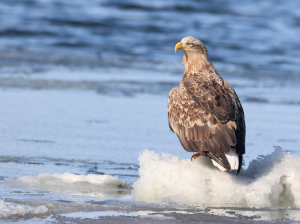 White-tailed Eagle, 白尾海雕, Haliaeetus albicilla-gallery-