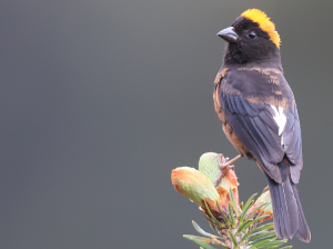 Golden-naped Finch, 金枕黑雀, Pyrrhoplectes epauletta-gallery-