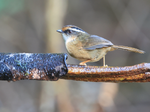 Rusty-capped Fulvetta, 褐胁雀鹛, Alcippe dubia-gallery-