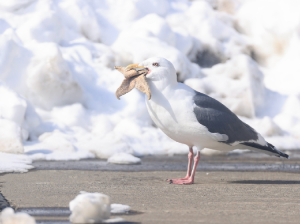 Slaty-backed Gull, 灰背鸥, Larus schistisagus-gallery-