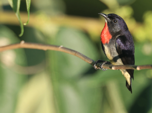 Grey-bellied Flowerpecker, 灰胁啄花鸟, Dicaeum celebicum-gallery-