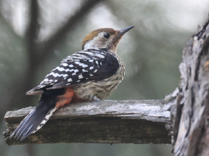 Brown-fronted Woodpecker, 褐额啄木鸟, Dendrocoptes auriceps-gallery-