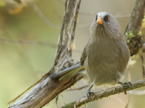 Great Parrotbill, 红嘴鸦雀, Conostoma aemodium-gallery-