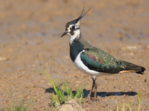 Northern Lapwing, 凤头麦鸡, Vanellus vanellus-gallery-