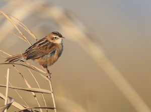 Zitting Cisticola, 棕扇尾莺, Cisticola juncidis-gallery-